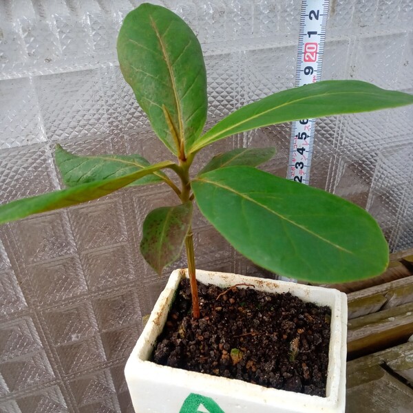 モモタマナ苗1株双葉が取れ木質か大きく成長 紅葉し落葉しています。、宅配便コンパクトで発送 沖縄県産 無農薬 種5個付き