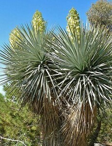 Yucca rigida ユッカ リギダ 種子 20粒