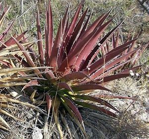 Agave kerchovei 'Huajuapan Red' agave kerucho Bay red agave seeds 50 bead 