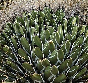 Agave ferdinandi-regis agave . blow snow seeds 20 bead 