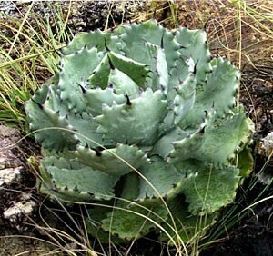 Agave isthmensis agave isis men sis seeds 10 bead 