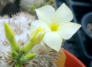 【自家採取】 Pachypodium brevicaule ssp. leucoxanthum パキポディウム ブレビカウレ 恵比寿笑い　白花　種子 10粒