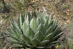 Agave horrida subsp. perotensis agave Hori dapero ton sis seeds 20 bead 