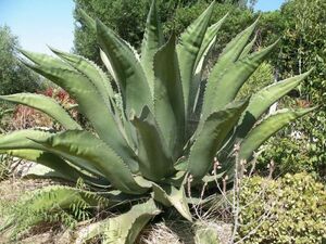 Agave salmiana var. ferox アガベ サルミアーナ フェロックス 種子 100粒