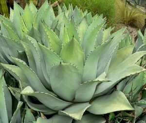 Agave flexispina agave flexible spina seeds 50 bead 