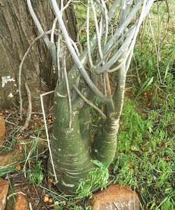 Adenia fruticosa アデニア フルチコーサ 種子 10粒