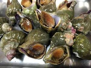 【北海北の味】北海道産　活青つぶ貝３ｋｇ詰め　刺身・煮つけ・焼き物など