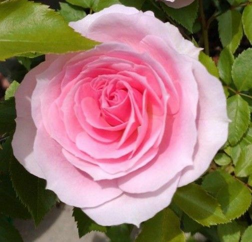 つるバラ　挿木苗　ピンク色 　①