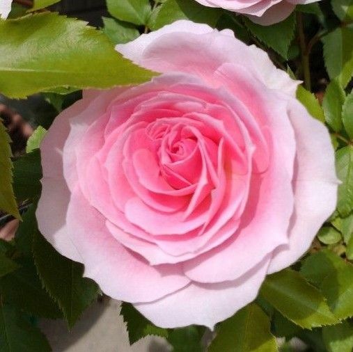 つるバラ　ピンク色　挿木苗　②