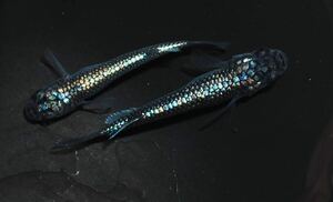 【メダカファーム本陣】H-34　サンシャイン（ブルータイプ）若魚1ペア　現物出品！！