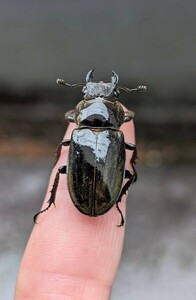 ロンドミヤマ　♀単品