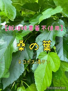 【栽培時農薬不使用】桑の葉　ネコポス