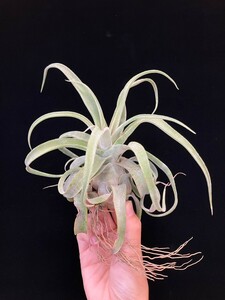 ★ワンコインスタート★Tillandsia streptophylla Mサイズ　ティランジア エアプランツ 