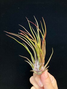 ★ワンコインスタート★Tillandsia 'Seth Blaze' (T.bulbosa (large form) x ionantha 'Fuego') ティランジア エアプランツ 