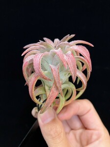 ★タグ付き★ワンコインスタート★ Tillandsia vanhyningii Jumbo　Lサイズ ティランジア エアプランツ 