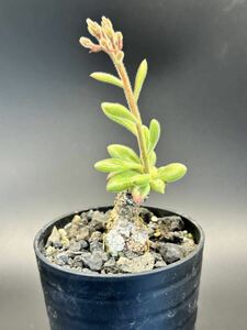 チレコドン　エラフィアエTylecodon ellaphiae 塊根植物 多肉植物 コーデックス　冬型