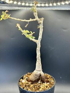 パキコルムス ディスカラー Pachycormus discolor 象の木 　塊根植物 コーデックス 多肉植物 灌木　ビザールプランツ