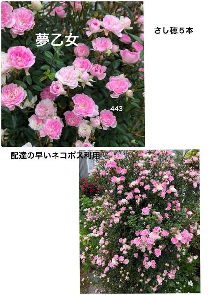 バラ 夢乙女 さし穂5本