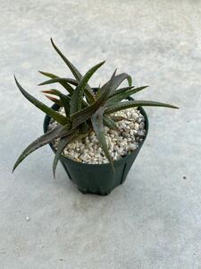 アロエ レブマニー ショートリーフタイプ　Aloe rebmannii short leaf type