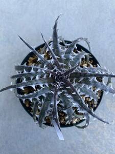 ti Kia little wing Dyckia Little Wing