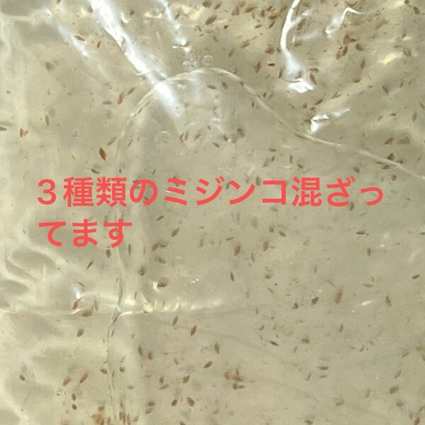 オオミジンコ　タイリクミジンコ　タマミジンコ　ミックス　２００mlに入れれるだけ入れます