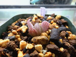多肉植物　ハオルチア　紫宝玉×オブツーサ錦黄色斑　２３４