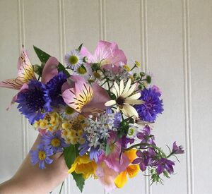 季節の切り花　矢車菊　アルストロメリア