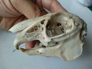 【標本博物館】[頭骨大図鑑掲載]貴重★日本のウサギ頭骨★　頭骨　標本　剥製　動物　博物館