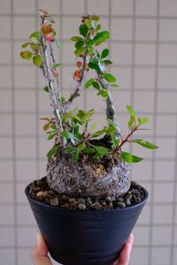 低重心丸型 フォークイエリア ファシクラータ Fouquieria fasciculata / プルプシー グラキリス パキプス コピアポア 塊根植物