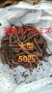 天然ドバミミズ大型50匹