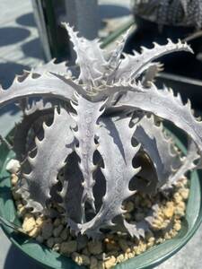 Dyckia 'Big Dipper' ディッキア 活着済み子株