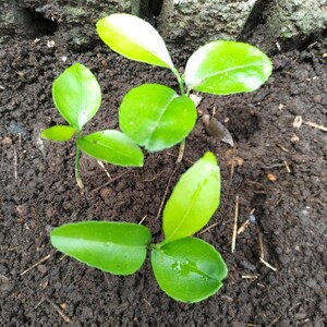 夏みかん苗 新芽 アゲハチョウ幼虫餌 ３株