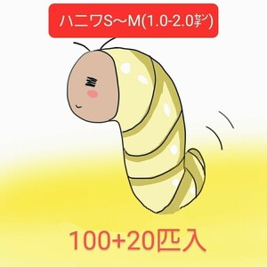 ハニーワーム　100+20匹　MIXサイズ