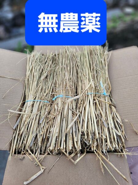 無農薬藁 稲わら 家庭菜園 自然素材 オーガニック 天日干し 夏野菜 果物 スイカ プチトマト ペット 100サイズ
