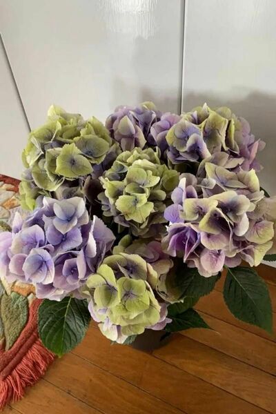 紫陽花　さし穂１本　珍品
