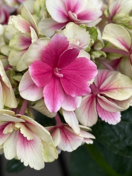 紫陽花　さし穂１本