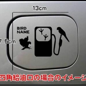 【送料無料】インコ いんこ 愛鳥 給油口 ステッカー リアガラス 車 鳥