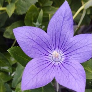 桔梗苗紫色 一苗