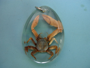 本物の蟹を使用したオリジナルハンドメイドバリ島産昆虫ペンダントトップマングロ－ブの蟹