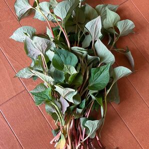 どくだみ 葉っぱ 十薬 無選別