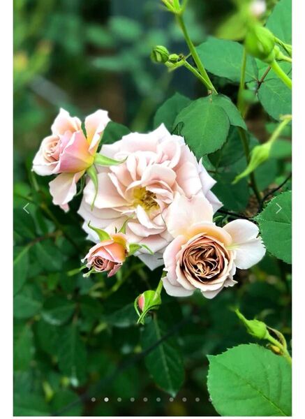 和薔薇挿苗