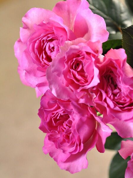 和薔薇挿苗