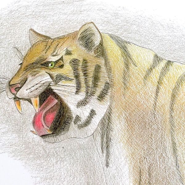 鉛筆画「虎」A4サイズ原画