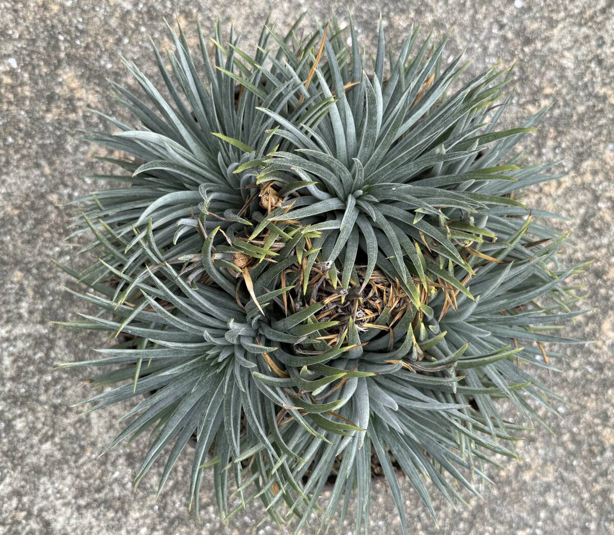 Dyckia hebdingii spineless ディッキア ヘブディンギー Dyckia hebdingii spineless ディッキア ヘブディンギー