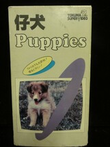 ■大阪 堺市 引き取り歓迎！■中古品■VHS ビデオ PUPPIES 子犬 動物 BGV ストレス解消 レア カラー60分 送料510円■_画像1