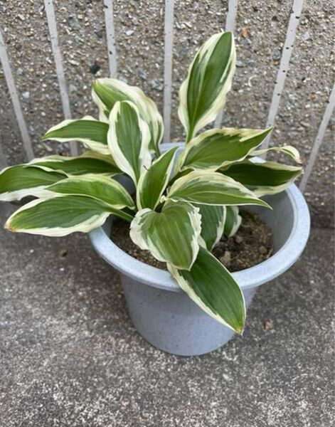 斑入り ホスタ ギボウシ 1芽 ギボシ