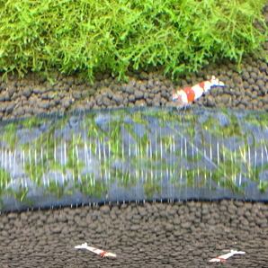 ●送料無料 ジャイアント南米ウィローモス竹炭 大○