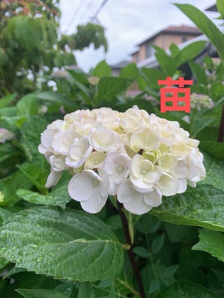 紫陽花 黒軸アジサイ 黒茎紫陽花 花苗 白花 挿木苗 小苗 根付き 大輪 紫陽花
