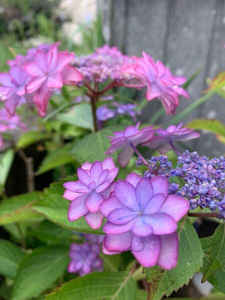 紫陽花 八重咲 カット 挿し穂 2本セット 根っこ無し