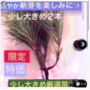 松栽培で爽やかな夏を☆【赤松苗木お得2本少し大きめで安心】植付け説明書付